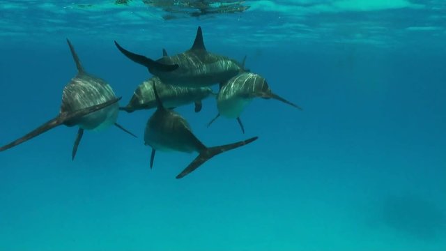 Spinner Dolphins swim in a pod