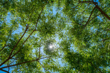 Branches with green leafs against sunny blue sky, seen from bellow.