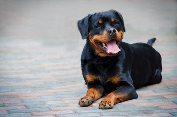 Cute rottweiler dog