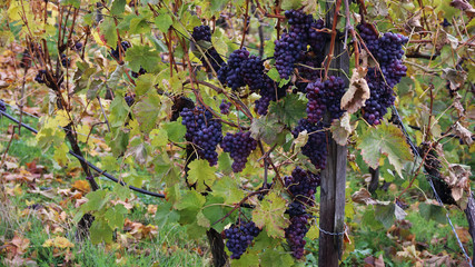 wine harvest