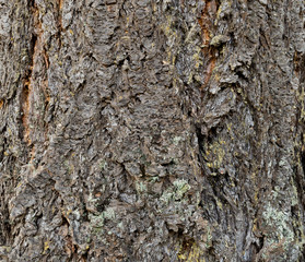 douglas fir bark
