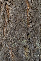 tree bark