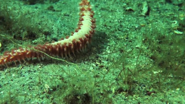 Sea worm in florida, close up