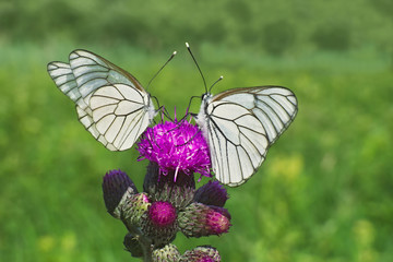 Two butterflies