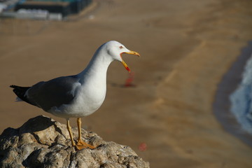 Mewy © sorensen15