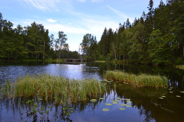 Fototapeta premium campfire with fish