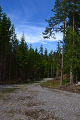 Roads in forest in Sweden
