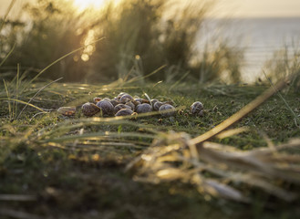Sunset and Snails