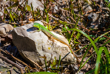 Male european green lizard lacerta viridis on a rock