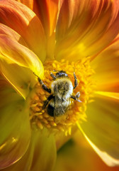 Bumble Bee Pollenator