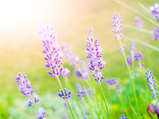 Levander, aka levandula, violet flowering plant in the green garden.