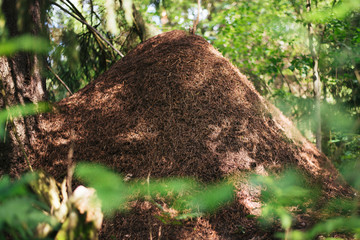 A large anthill in the forest - obrazy, fototapety, plakaty