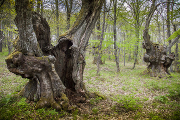 Italia,Appennino,Tosco Emiliano,foresta di Poranceto,alberi secolari.