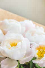 Beautiful bouquet of white Chinese peonies