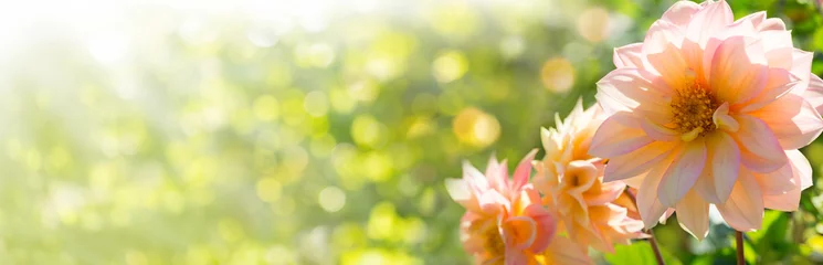 Foto op Plexiglas Mooie herfst dahlia bloemen - panorama, banner © Floydine