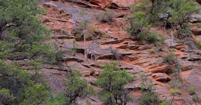 Bighorn sheep scale the red rock cliffs in Zion National Park.