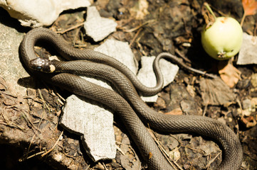 Natrix. non-toxic snake