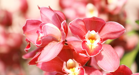 Fototapeta na wymiar Beautiful red orchid in the park public