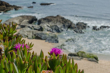 Close up of a coastal ground cover plant blooming in springtime