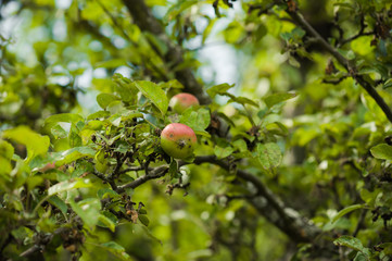 apple garden