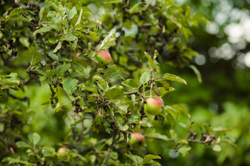 apple garden