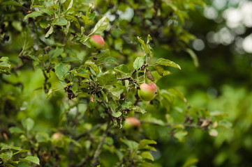 apple garden