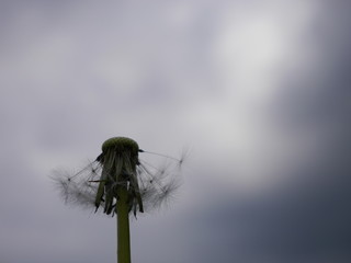 Pusteblume