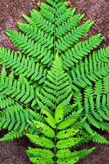 fern leaf on ground background