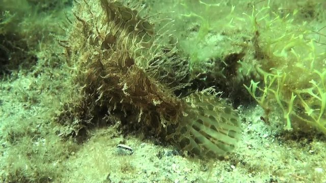 Striated frogfish chases sea star, close up