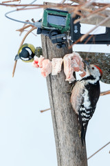 Middle Spotted Woodpecker (Dendrocopos medius).
