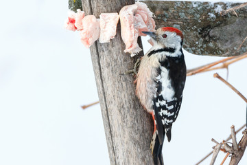 Middle Spotted Woodpecker (Dendrocopos medius).