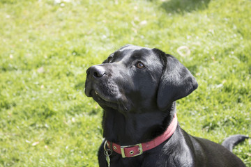 Black Labrador in front of Grassy Background