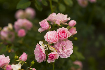 Bridal pink rose flowers in the garden (close up), Rosebush, Bouquet Parfait