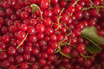 Red currant