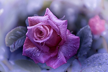 Rosa Barock