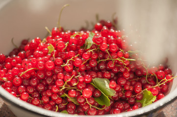 Red currant