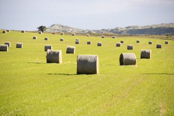Bales of Hay in Grassy Field