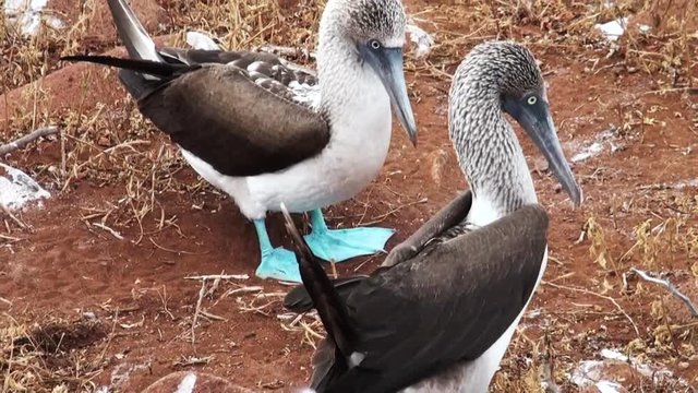 Blue footed booby show off wing span, close up