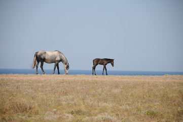 Horses on the field near the sea