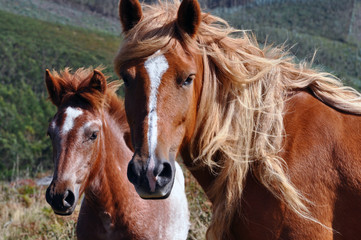 Galician Mountain Horses, Galicia Spain