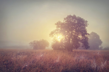 Obraz na płótnie Canvas Autumn morning sunrise on foggy meadow. Early morning on autumn field.