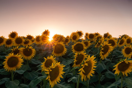 Sunflowers at the sunset #2