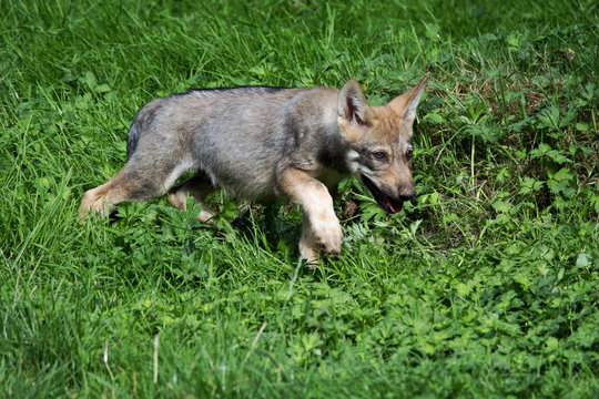 Junger Grauwolf 