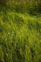 Grass vegetations