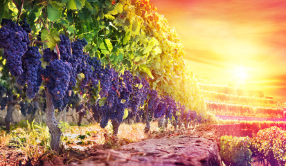 Rijpe druiven in de wijngaard bij zonsondergang - oogst