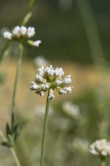 Dorycnium pentaphyllum blooming