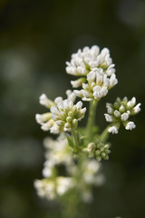 Dorycnium pentaphyllum blooming