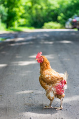 Chicken crossing the road