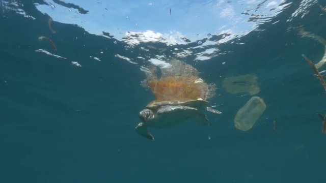 Sea turtle swims in polluted water, POV