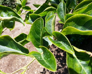 Japanese Snowbell Tree Leaves